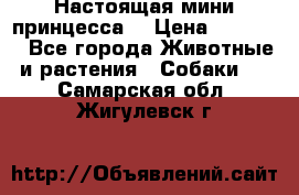 Настоящая мини принцесса  › Цена ­ 25 000 - Все города Животные и растения » Собаки   . Самарская обл.,Жигулевск г.